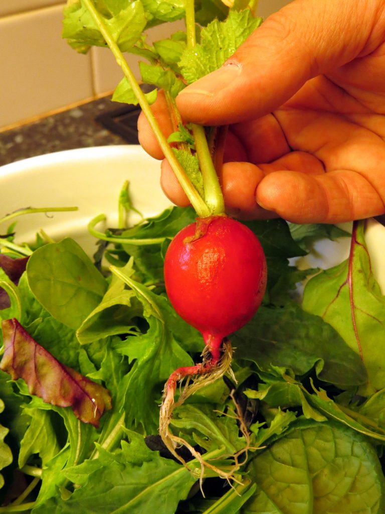 How to grow Radish from Seed Rediscover