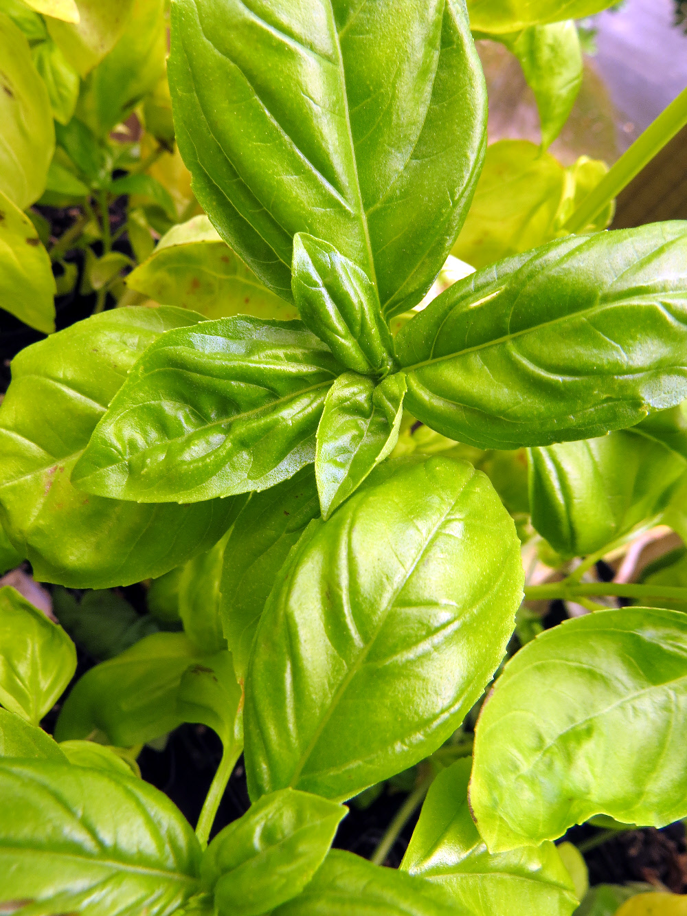 basil leaves