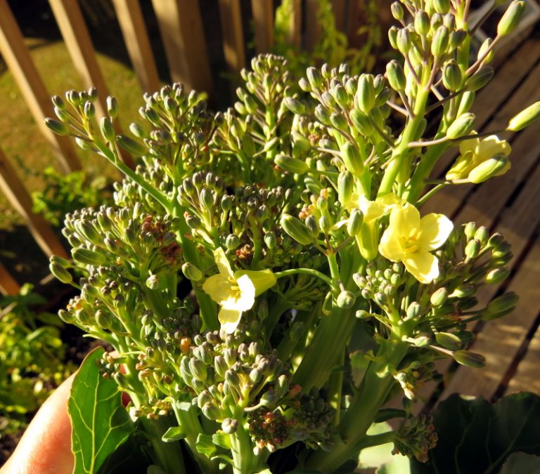 Broccoli How to Grow from Seed Rediscover