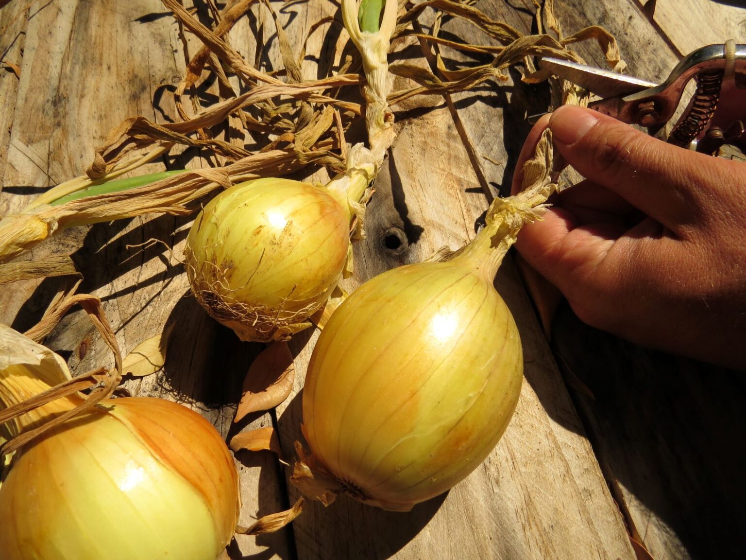 Onions Stringing for Storage Rediscover