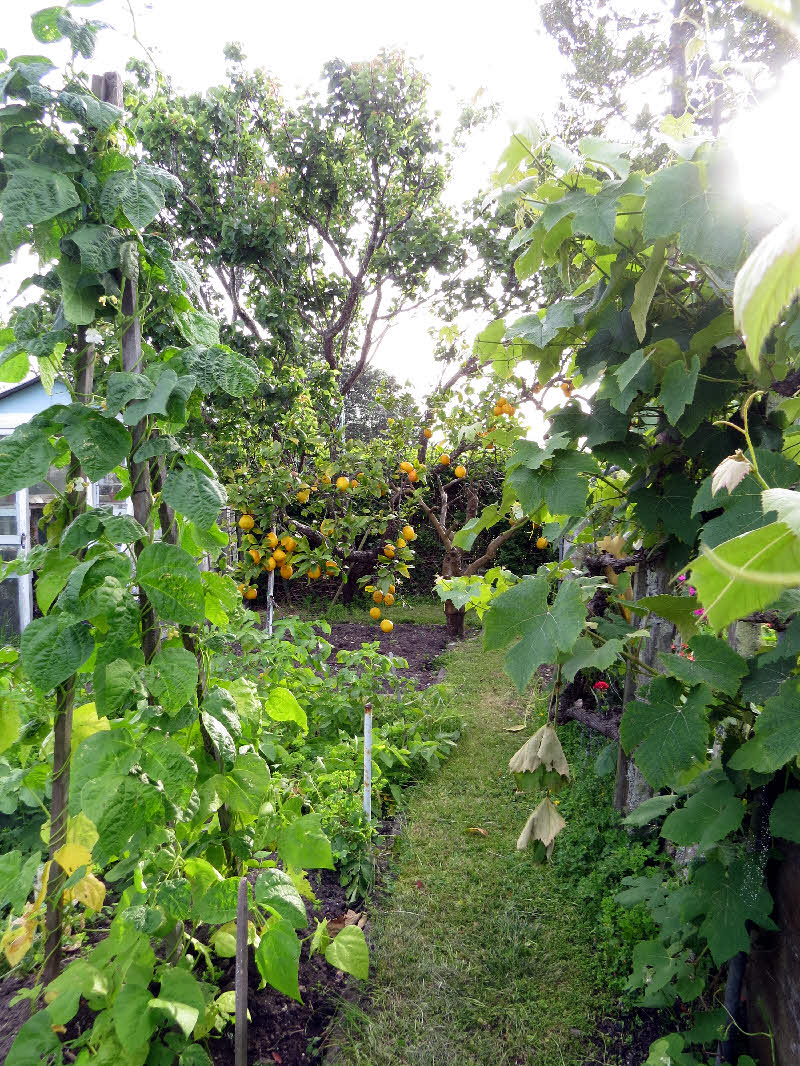 kiwi backyard