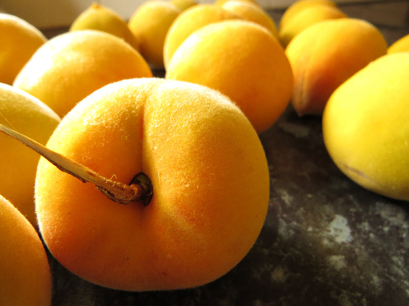 fresh peach harvest
