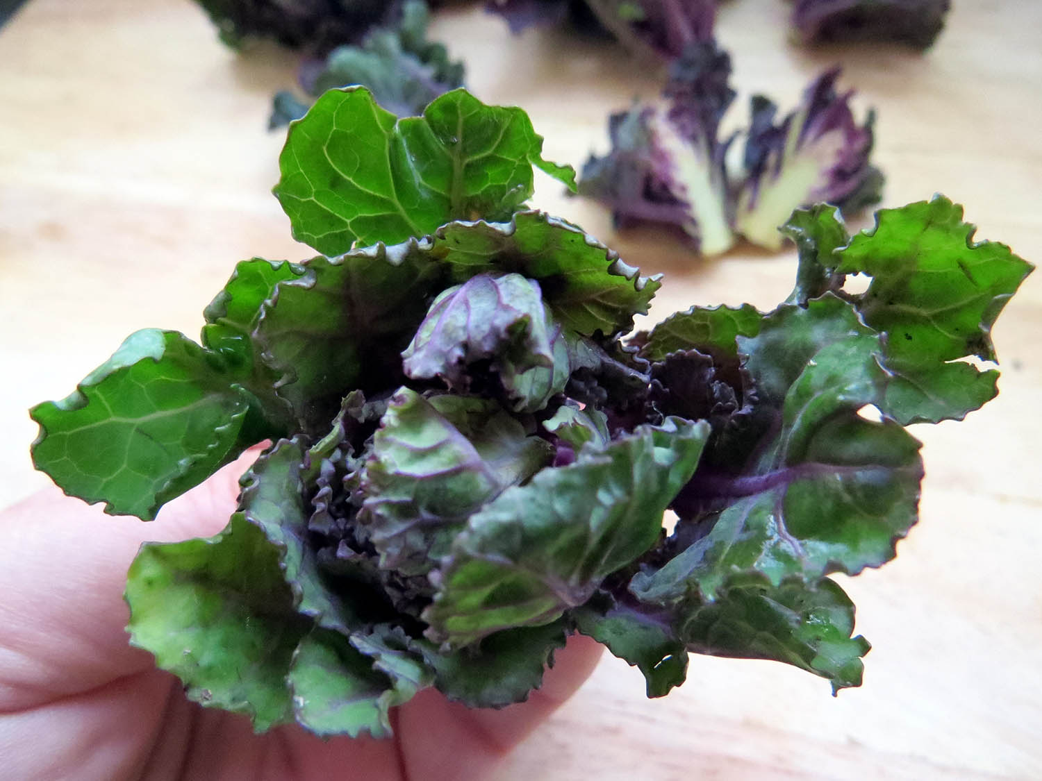 Introducing, the Kalettes — ta daaaa Rediscover