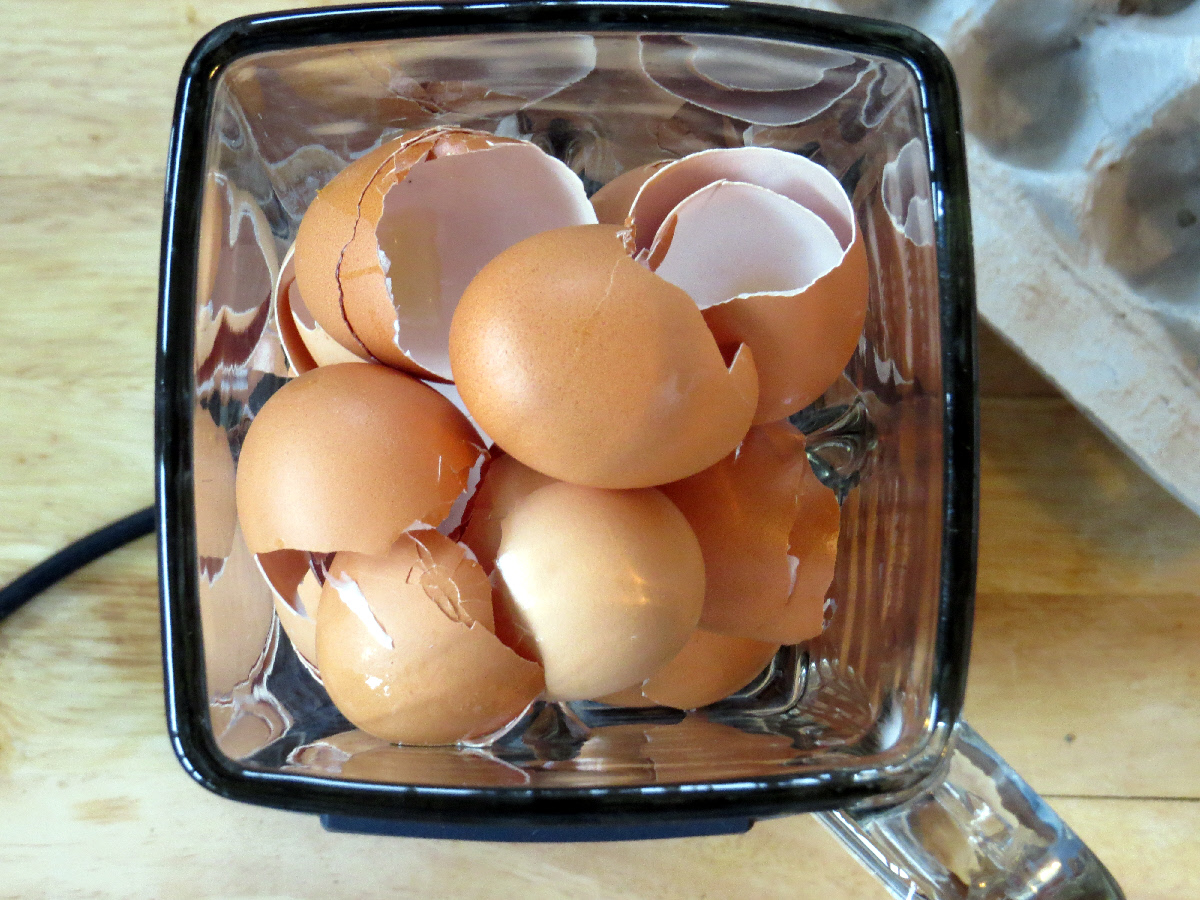 broken eggshells for gard