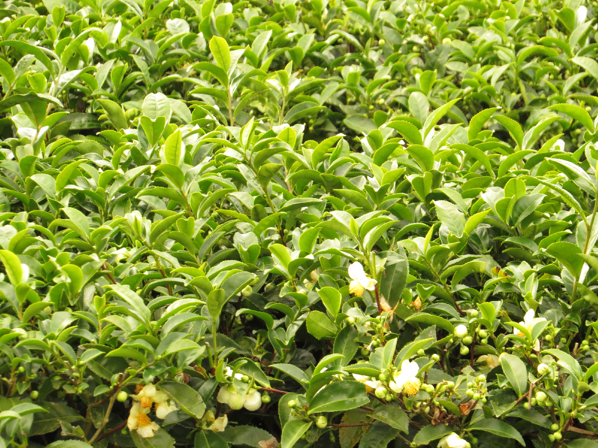 tea bushes