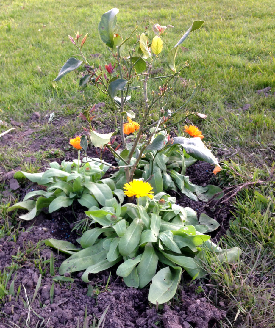 benny the yen ben lemon tree