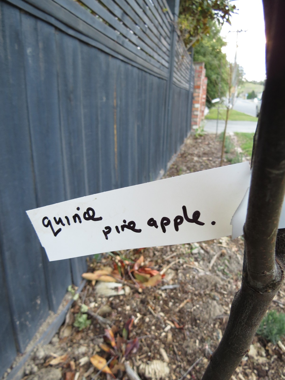 fruit trees on berms
