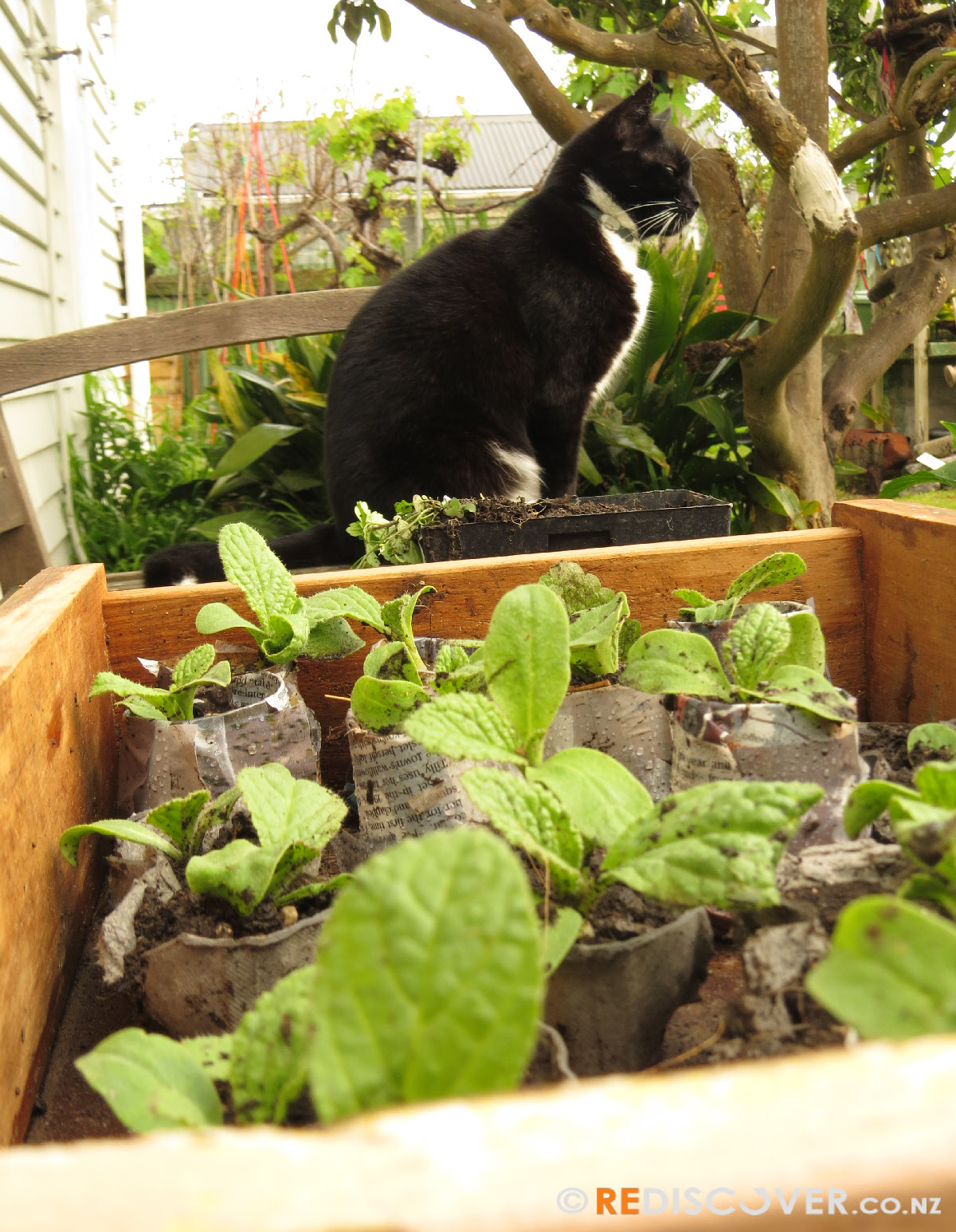 borage seedlings