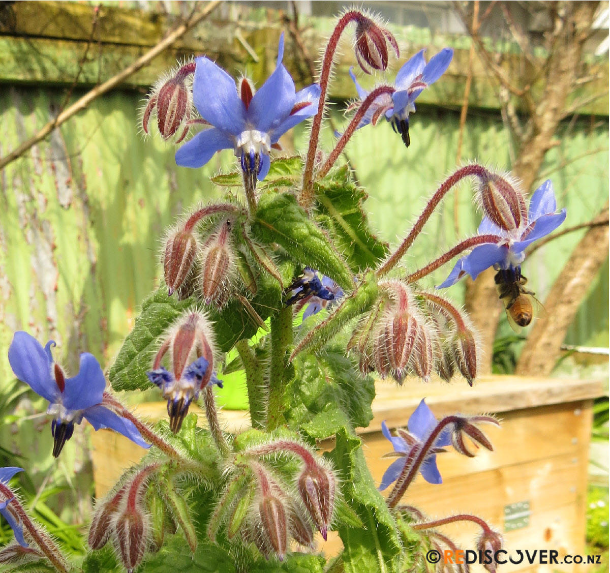 borage