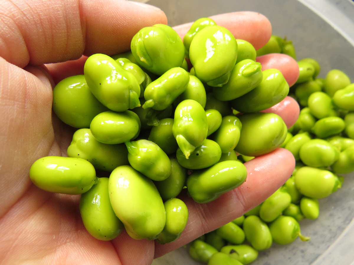 broad beans