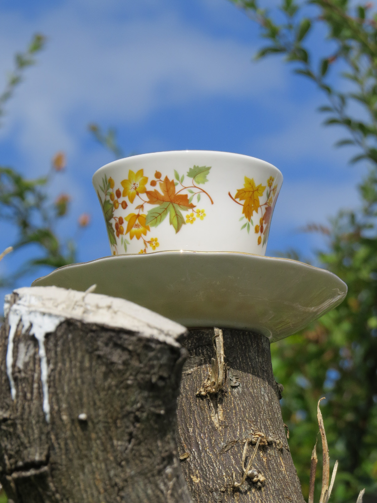 time for tea tree