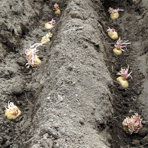Planting seed potatoes