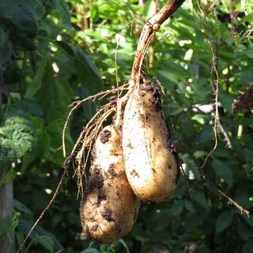 Harvesting home grown potatoes