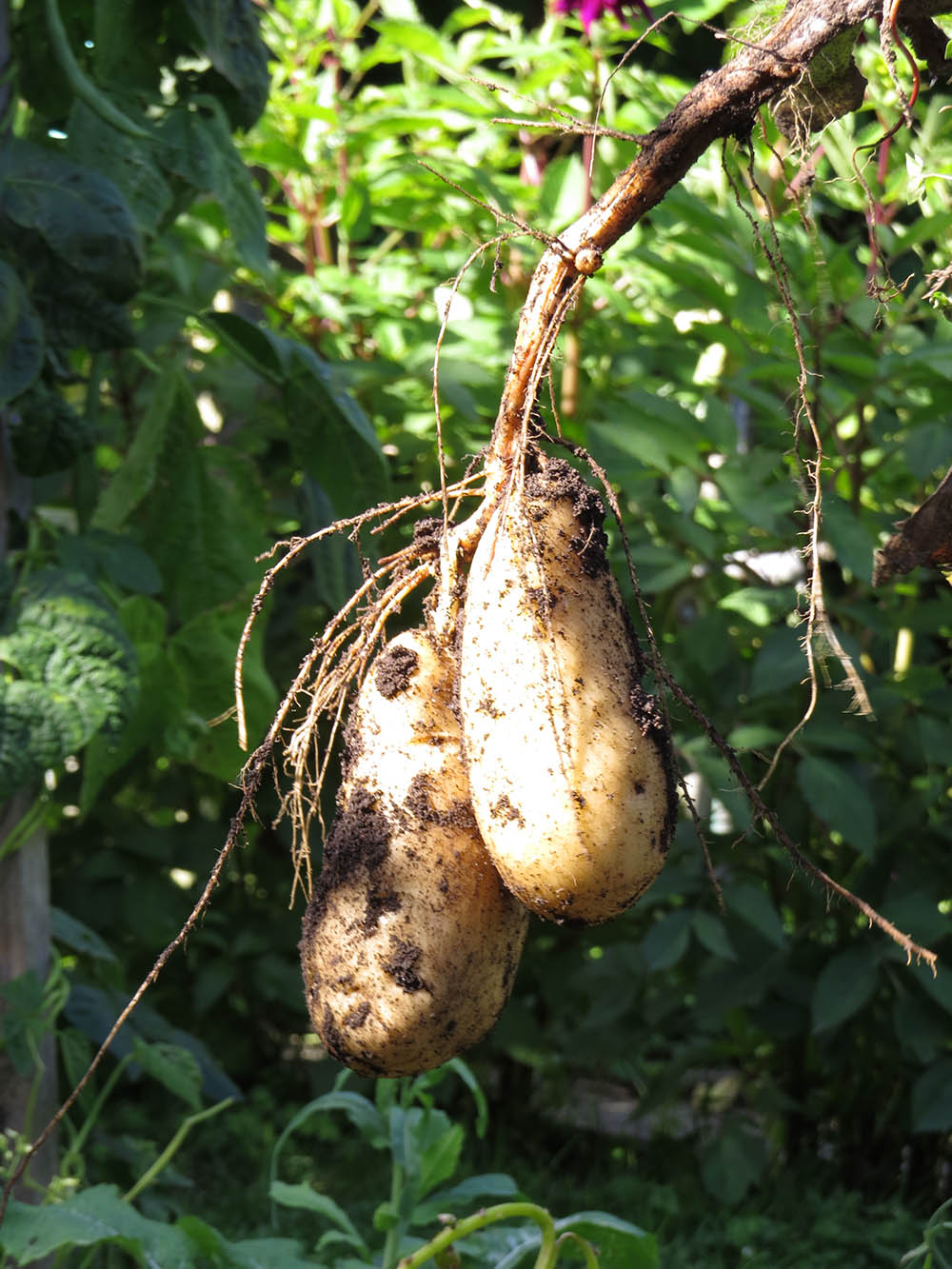 Harvesting home grown potatoes