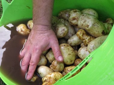 new potatoes