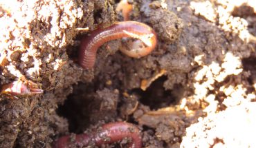 compost heap with worms