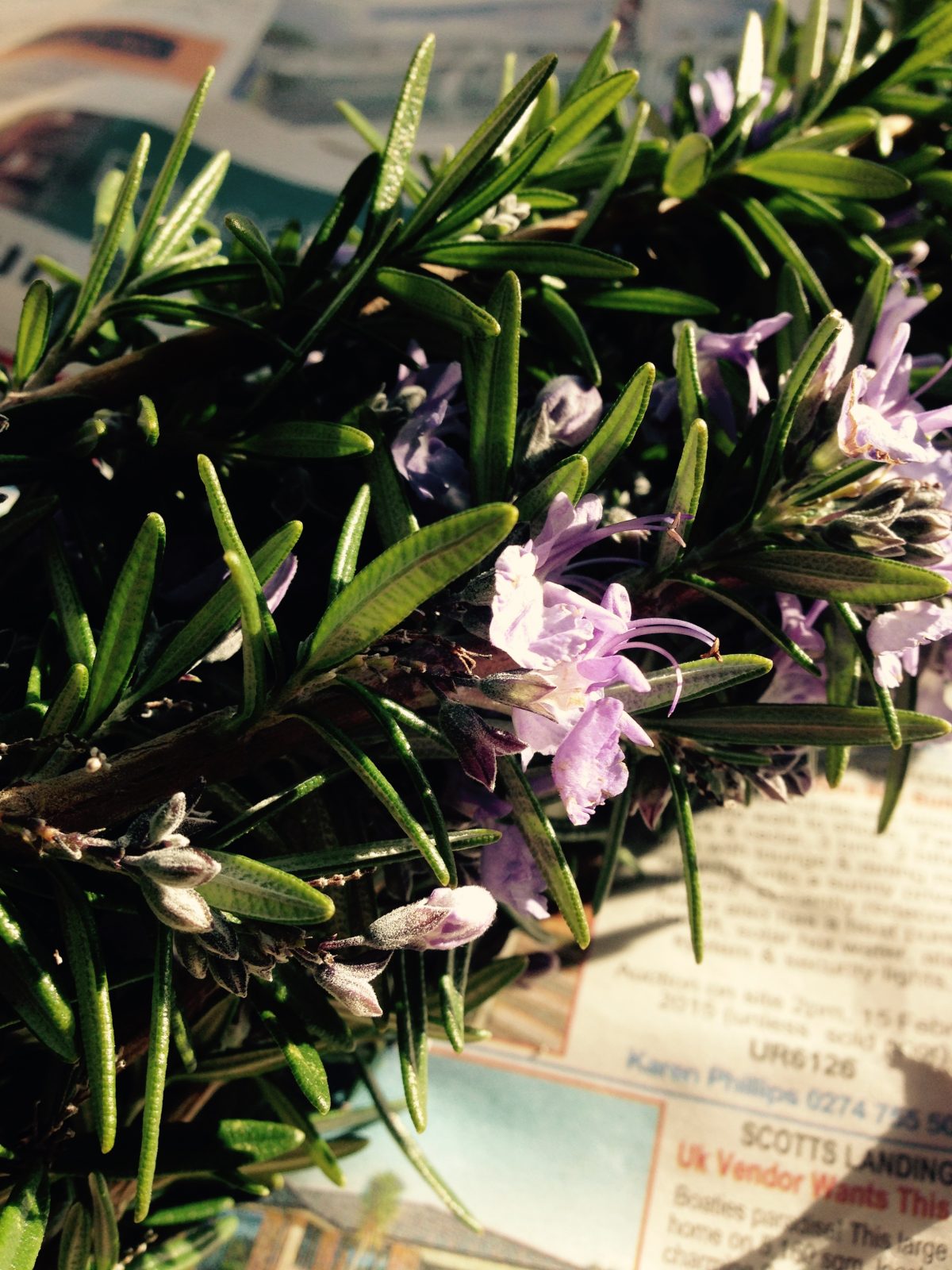 rosemary in flower