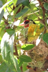 goldfinch