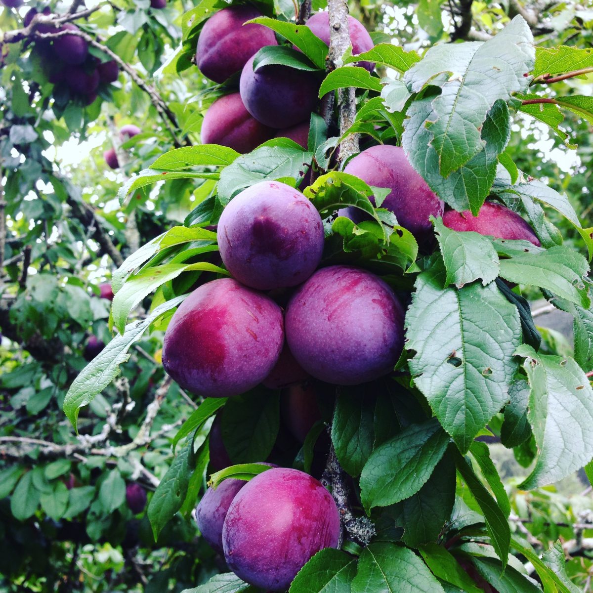 ripe Billington Early plums