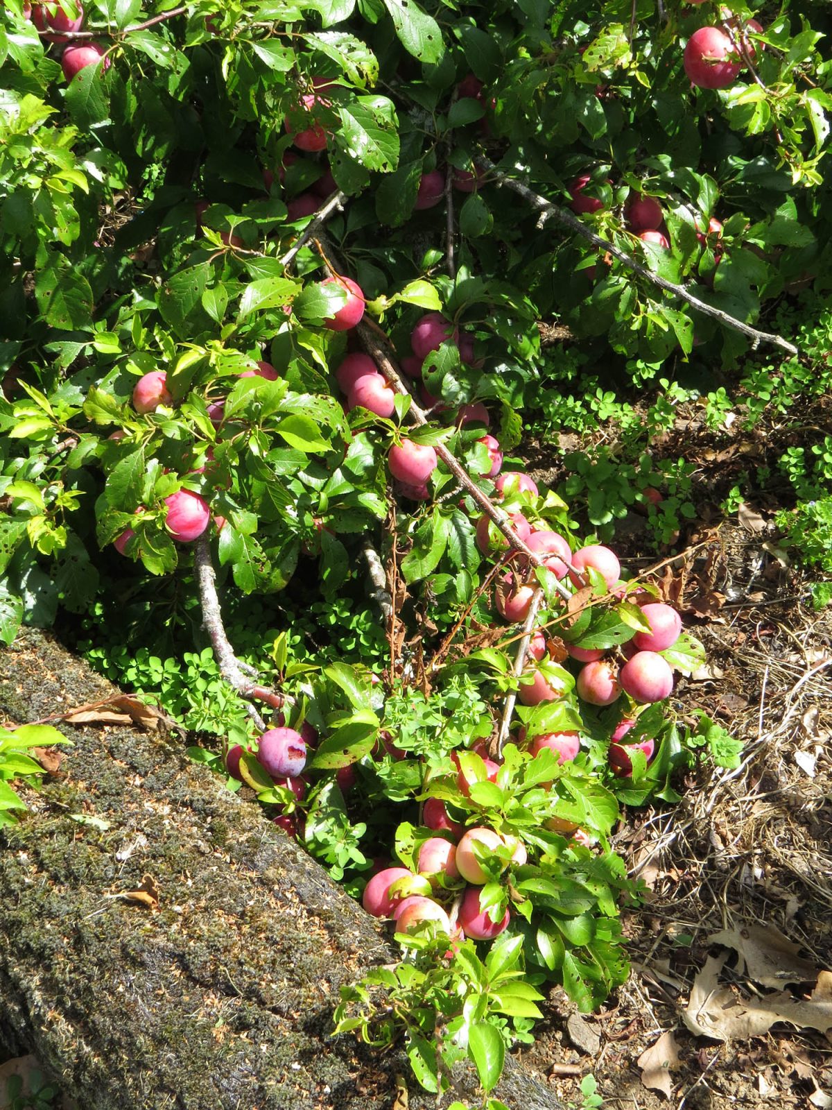 Billington Early Plums