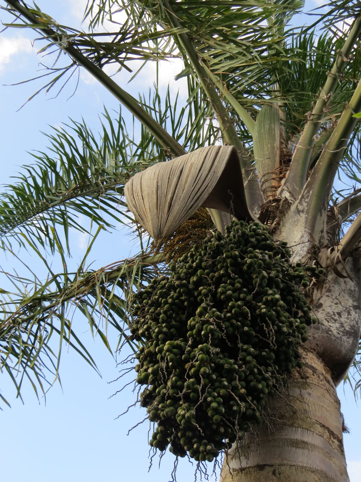 Nikau flower pod