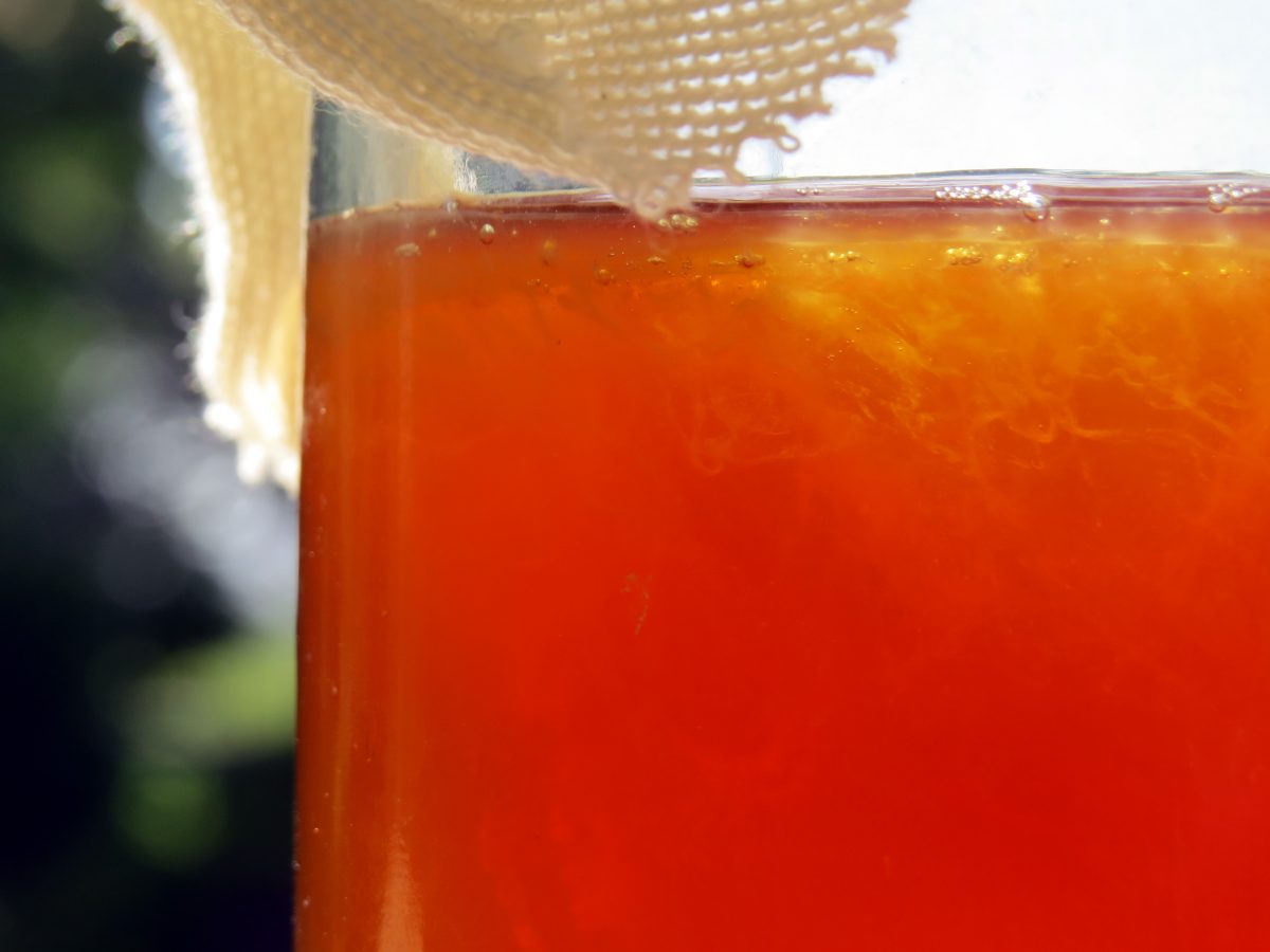 home made kombucha