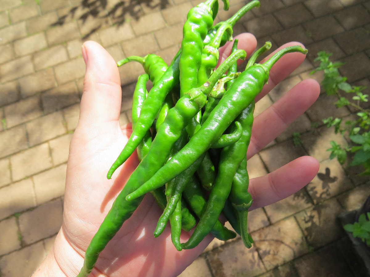 fresh jalapeno peppers
