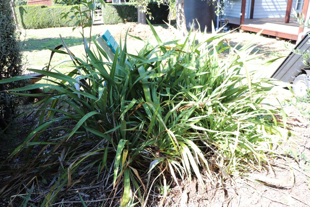 Flax clumps