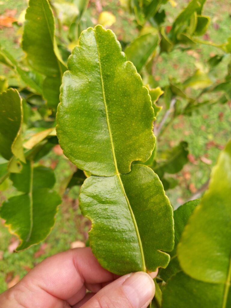 Preserving Kaffir Limes Rediscover