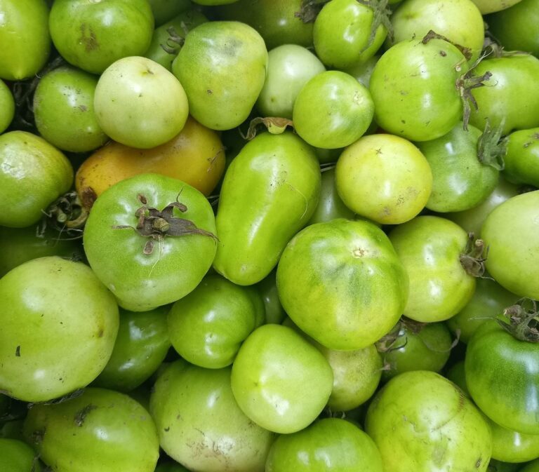 Green Tomato Pasta Sauce Rediscover