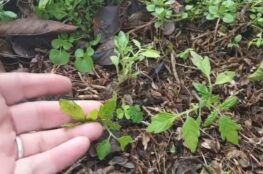 The Joy and Surprise of Self Seeding