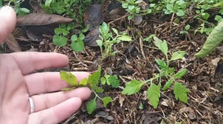 The Joy and Surprise of Self Seeding