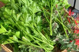 harvesting parsley