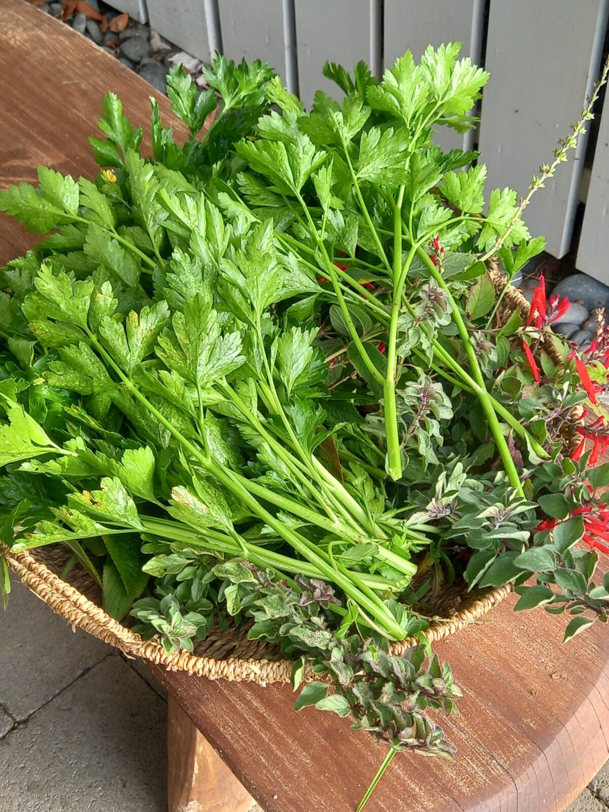 harvesting parsley