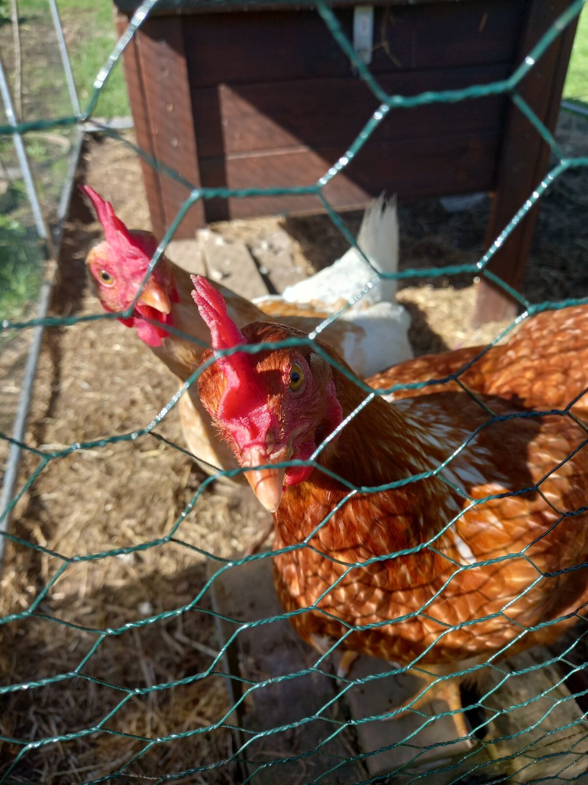 chicken maintenance