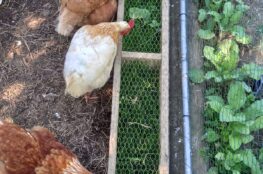 grass grazing trough for chickens