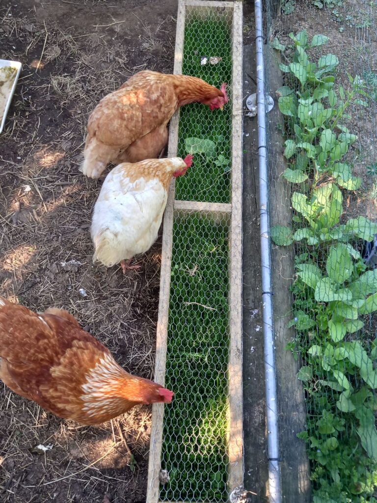grass grazing trough for chickens