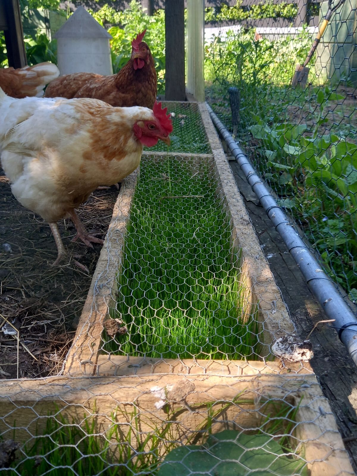 grass grazing trough