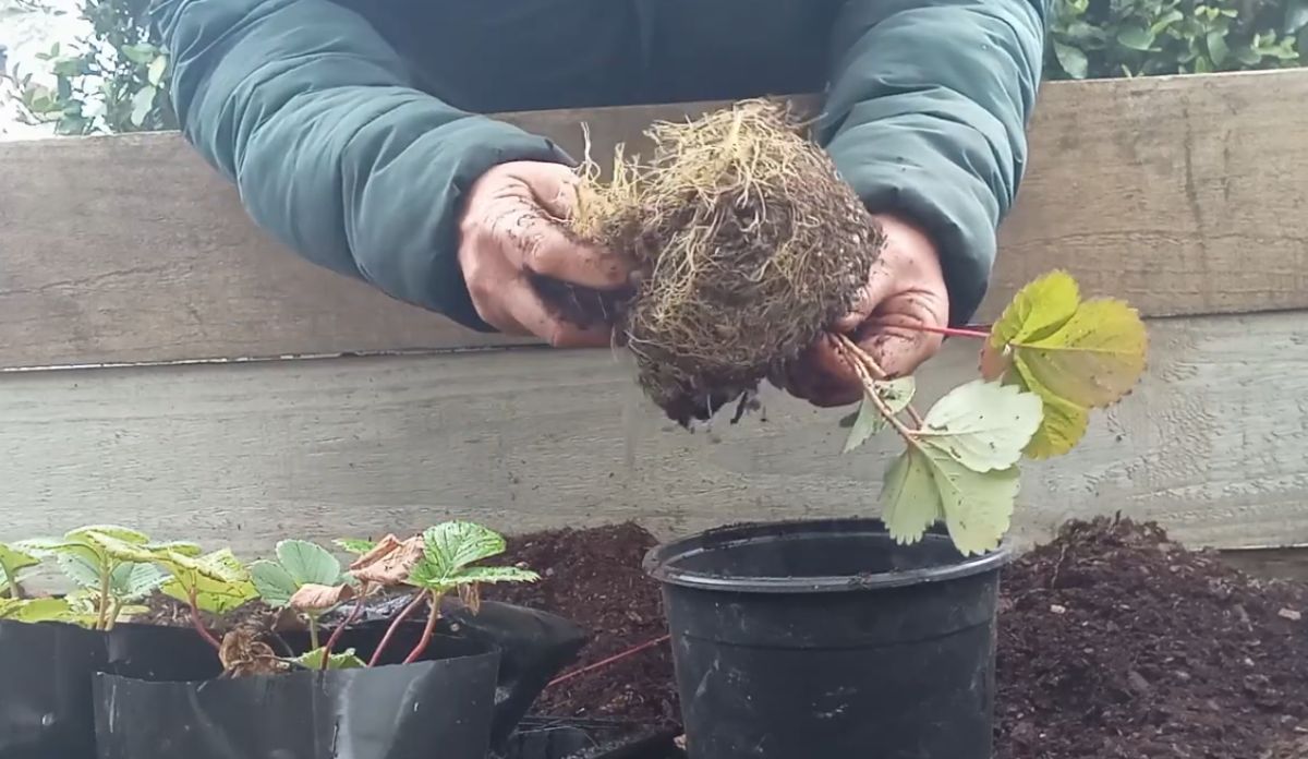 repotting strawberry plants