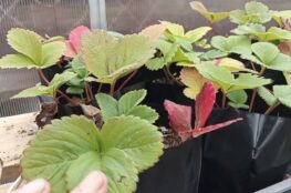 growing strawberries