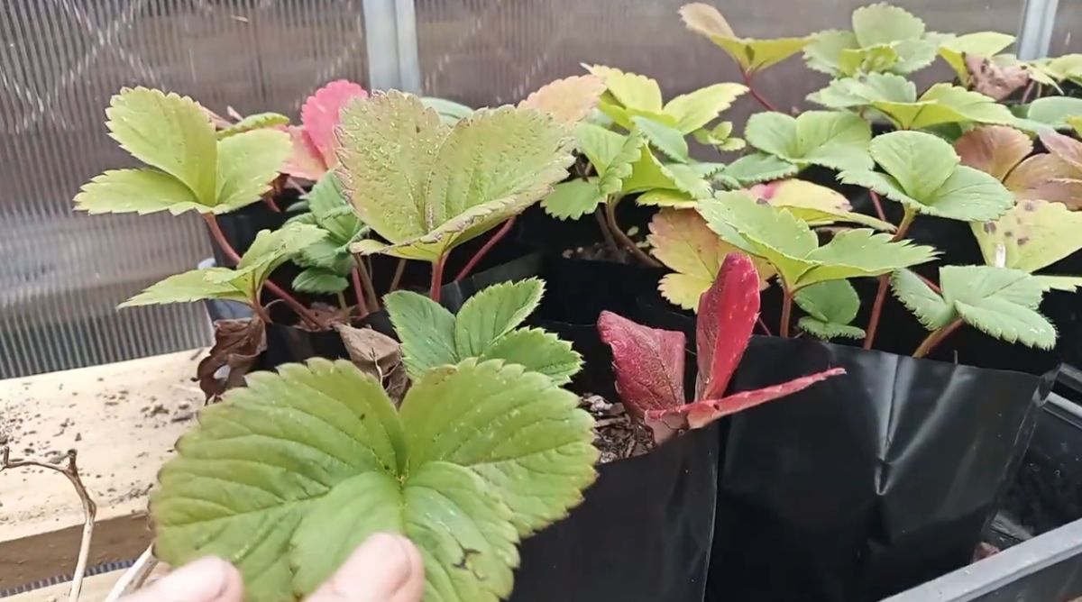 growing strawberries