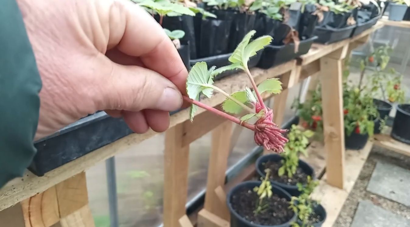 strawberry runners