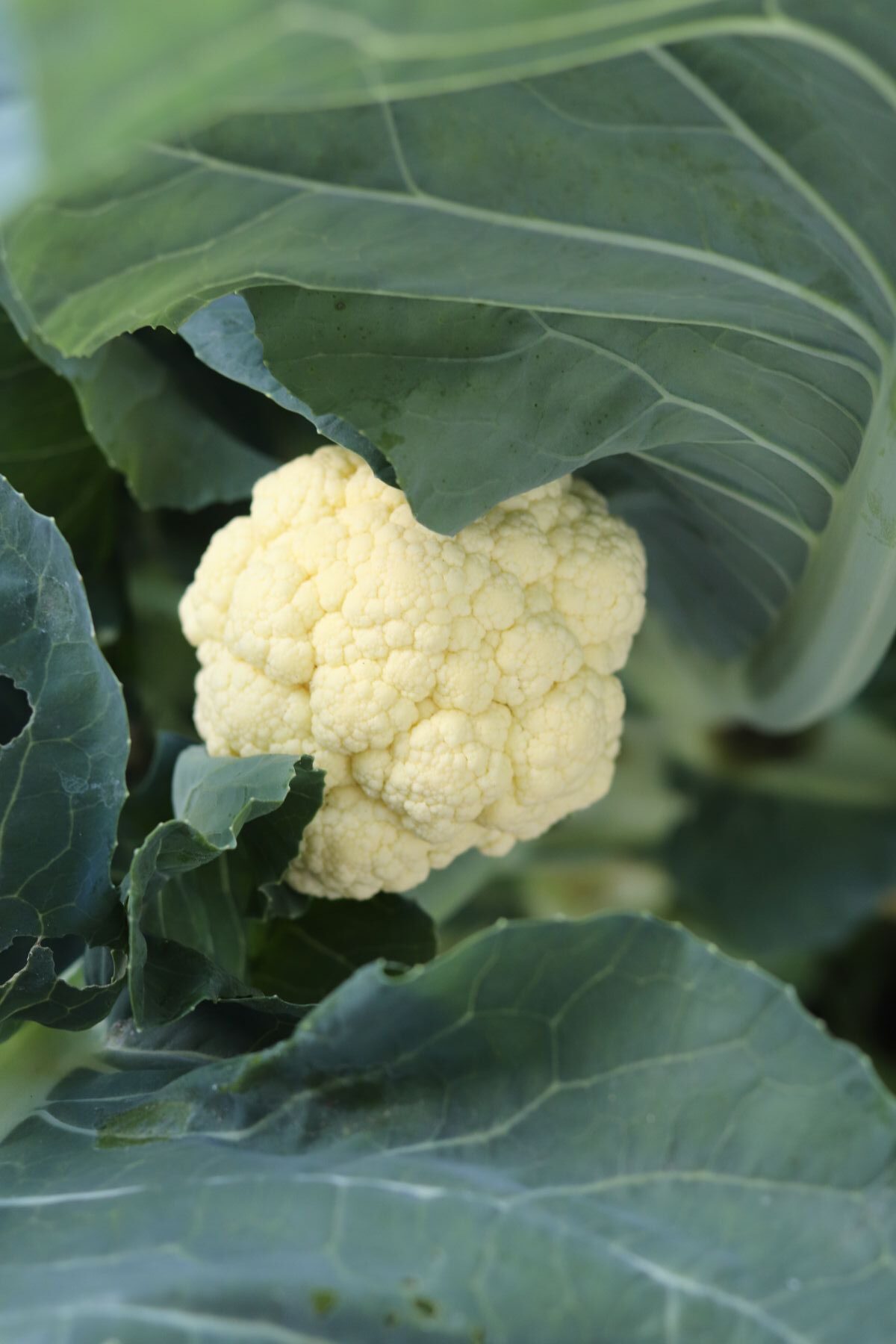 i-stem cauliflower